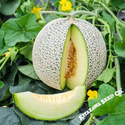 Melon Japanese  Ichiba Kouji