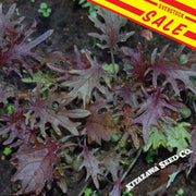 Kale Seeds - Red