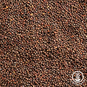 Kale Seeds - Lacinato - Clearance Seeds