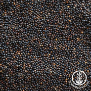 Kale Seeds - Garden Blend - Clearance Seeds