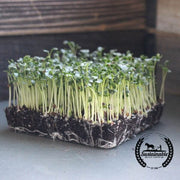 Kale Microgreens Seeds