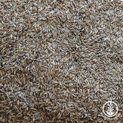 Lettuce Seeds - Red Oakleaf - Clearance Seeds