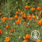 Marigold Seeds - Nematode Control