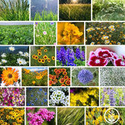 Wildflower Seeds - Meadow Mix Collage
