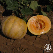 Melon-Golden-Delicious