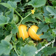 Melon-Korean-Dae-Jang-Geum
