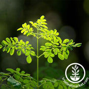 Moringa 