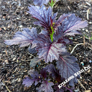 
Mustard Crimson Red Hybrid