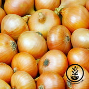 Onion Sets - Spanish Yellow