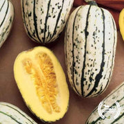 squash winter delicata 