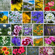 Pacific Northwest Wildflower Seeds Mix Collage
