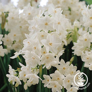 Paperwhites Bulbs - 15/16 - Zima