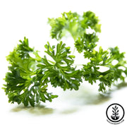 Parsley Seeds - Evergreen