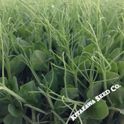 Pea Afila 595