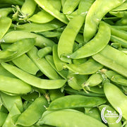 Pea-Taiwan-Sugar-Org