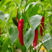 Pepper-Korean-Hot-Gochujang-King