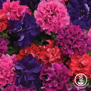 Petunia-Double-Cascade-Series-pelleted