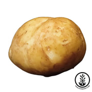 Seed Potatoes - Katahdin