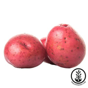 Seed Potatoes - Red Pontiac