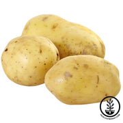 Seed Potatoes - Yukon Gold