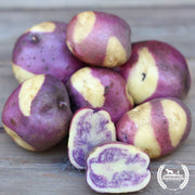 Potato - Jester (Organic)