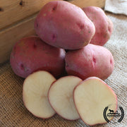 Potato - Red Norland (Organic)