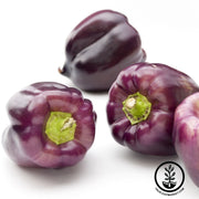 Pepper Seeds - Sweet - Purple Beauty