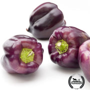 Pepper Seeds - Sweet - Purple Beauty Bell - Organic