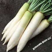 Radish Daikon Organic Vegetable