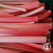 Rhubarb Roots - Crimson Red