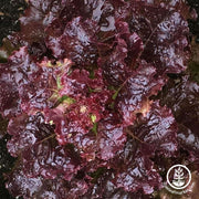 Selway-Lettuce-Leaf