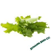 Serifon Chinese Mustard White Background