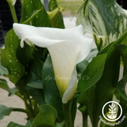 Calla Lily Bulbs - Snow Storm