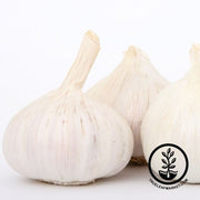 Garlic Bulbs - Softneck - Transylvanian Bulb