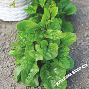 Spinach-Malabar-Round-Leaf 