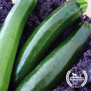 Squash Seeds - Summer - Black Zucchini (Organic)