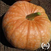 Squash-Winter-Amish-Pie-Organic