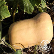 Squash-Winter-Waltham-Butternut-Squash-overstock-sales