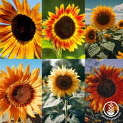 Sunflower-Autumn-Beauty-Mix