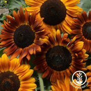 Sunflower Seeds - Earthwalker