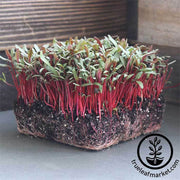 Swiss-Chard-Ruby-Red-Microgreens-Seeds