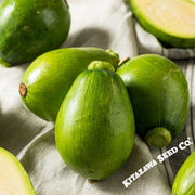 Teot-Bat-Put-Korean-Summer-Squash-Hybrid