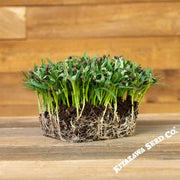 Water Spinach Seeds - Kangkong - Microgreens Seeds