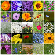 Wildflower Seeds - Annual Mix