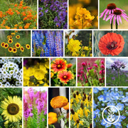 Wildflower Seeds - Bee Mix Collage