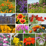Wildflower Seeds - Monarch Butterfly Mix Collage