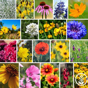 Texas and Oklahoma Wildflower Seeds Mix Collage