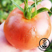 abe-lincoln-tomato