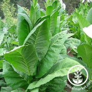 adonis-tobacco