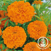 african-marigold-seeds-hawaii